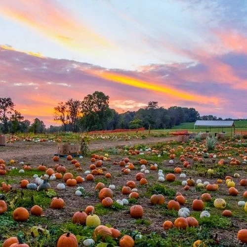 Butler’s Orchard Pumpkin Patch