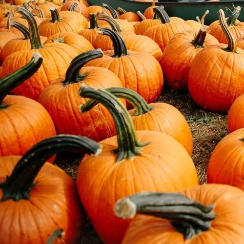 Cox Farms Pumpkin Patch