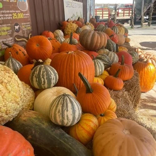 Great Country Farms Festival