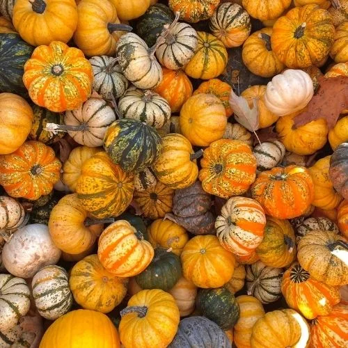 Old McDonald’s Pumpkin Patch & Corn Maze