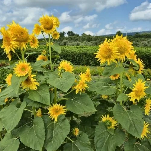 Orr’s Farm Market pumpkin patch