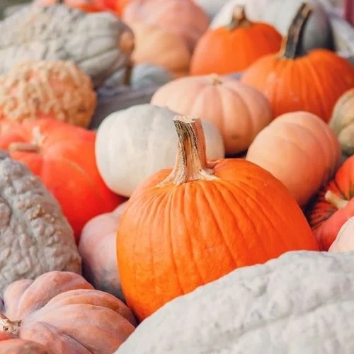 Wayside Farm Fun Pumpkin Patch